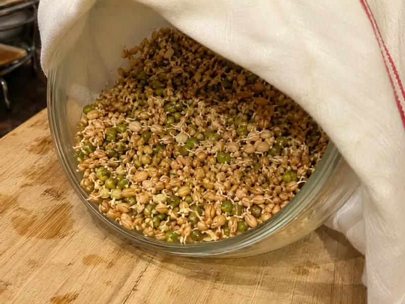 Sprouted grains and legumes in a jar or colander after rinsing.