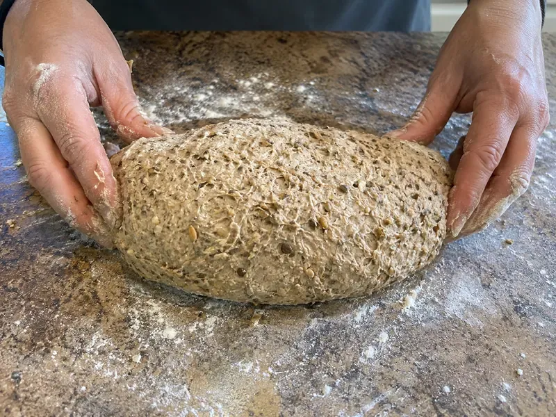 Sprouted grain bread dough kneaded and shaped into a loaf.